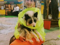 -宫城藏王狐狸村