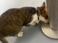-御宝贝·A梦猫科宠物医院(国际猫友好医院)