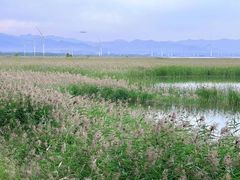 -野鸭湖国家湿地公园