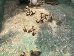 -前小桔亲子创意农场·草莓采摘·露营烧烤