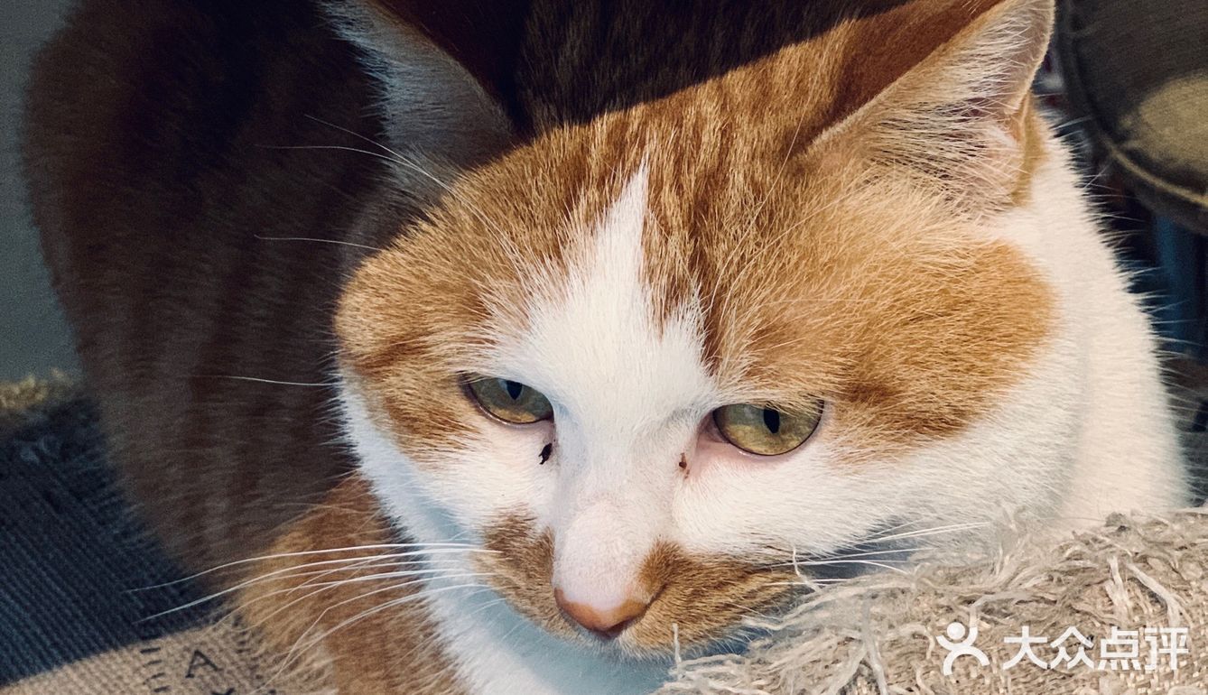 在这喝上一杯手冲，观察观察🐱们，午后时光舒服的紧[得意]
