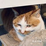 在这喝上一杯手冲，观察观察🐱们，午后时光舒服的紧[得意]