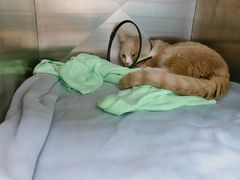 -创凡宠物医院·骨专科  猫科中心(西乡分院)