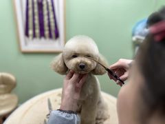 -鑫艺宠物美容培训学校