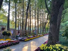 -上海醉白池公园
