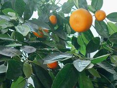 -徽镇小厨·经典徽菜(十里河店)