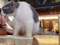 -more than meow吴止猫主题餐厅(承德 中船汇店)