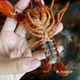自制小龙虾