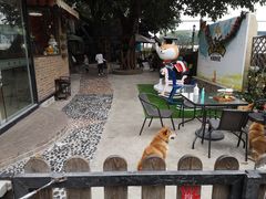 -柴犬高等学院·狗咖·柴犬售卖·宠物训练