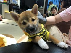 -逗柴咖啡屋·狗咖猫咖宠物桌游