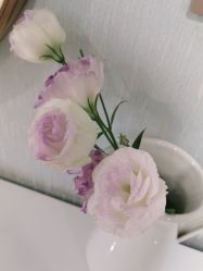 -YESIDO椰岛美容