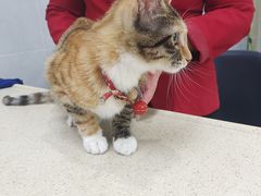 -宠颐生嘉德动物医院