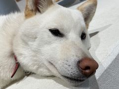 -柴务处·柴犬主题狗咖