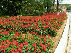 -松山湖梦幻百花洲