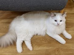 -滚猫咖啡·猫咖·猫友好撸猫(未来城店)