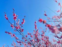 -香雪海