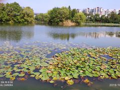 -新江湾城公园