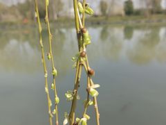 -广富林郊野公园