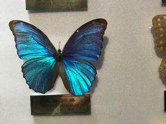 -上海昆虫博物馆