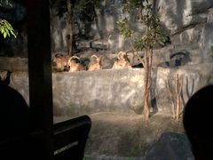 -清迈夜间动物园