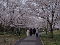 -顾村公园