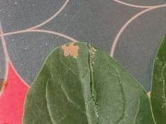 -南城十里潮汕鲜牛火锅·鲜虾生滚粥(融汇老商埠店)