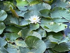 -长春市南湖公园