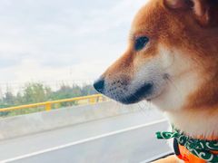 -BABYDOG宝贝狗宠物乐园(欧洲城店)