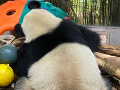 -海南热带野生动植物园