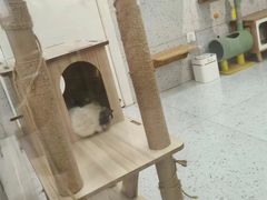 -喵园·猫主题咖啡厅·撸猫·猫咖(国贸店)