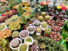 -金陵花卉交易市场