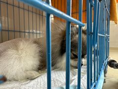 -爱侣·安琦尔宠物医院·中兽医针灸·心内科·狂犬免疫点(宝山区院)