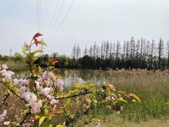 -上海长兴岛郊野公园