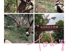 -成都大熊猫繁育研究基地