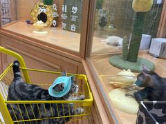 -帕帕拉兹宠物(亚洲旗舰店)