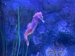 -暹罗海洋世界
