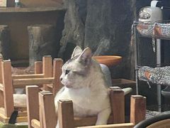 -猫猫幼稚园·撸猫·桌游·电玩