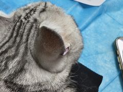 -伟伟宠物医院·CT影像中心·瑞派犬猫综合性门诊(汉口总院)