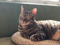-猫猫幼稚园·撸猫·桌游·电玩