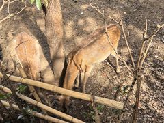 -合肥野生动物园