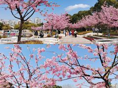 -新江湾城公园