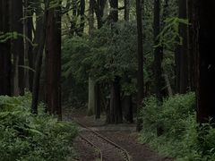 -上海共青森林公园