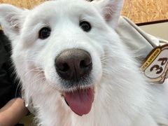 -和它·交个朋友·狗咖猫咖(爱琴海店)