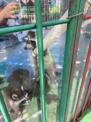 -萌宠亲子动物乐园(槐房万达店)