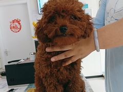 -美联众合动物医院·24h京西诊疗中心