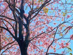 -惠州西湖丰渚园