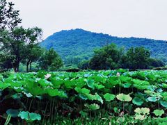 -八卦田遗址公园