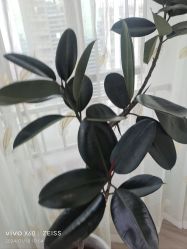 -HEYAN荷妍专业脱毛连锁机构