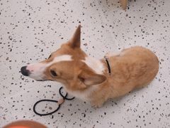 -瑞派康怡24h宠物医院·犬猫医疗中心·微创绝育(瑞景分院)