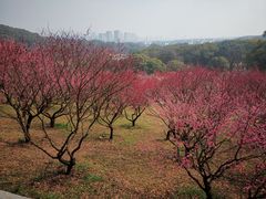 -无锡梅园公园